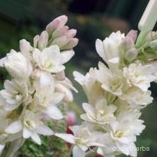 augmented_Polianthes tuberosa flower1_0_1051.jpeg